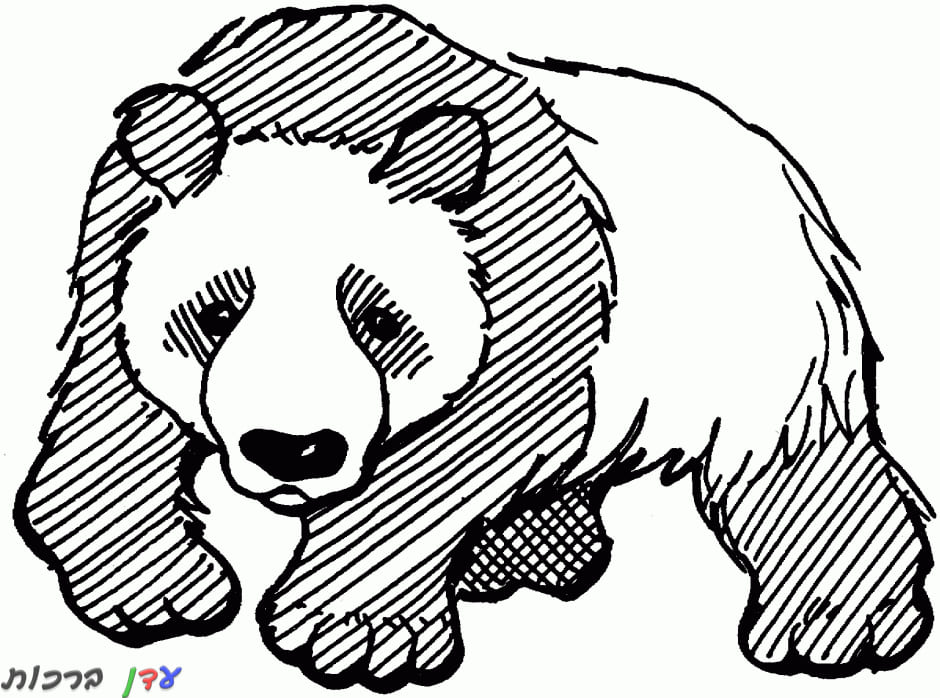 פרינטיים: דפי צביעה של דובי פנדה  Desenhos lindos para colorir, Panda  desenho, Desenhos animados para colorir