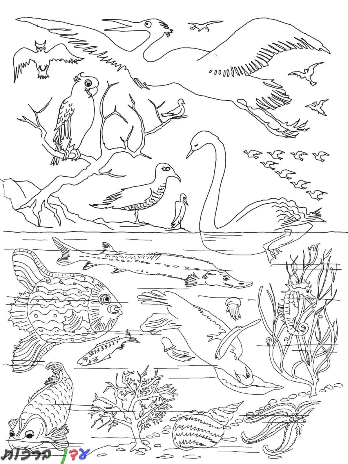 Рисунки рыб и птиц. Раскраска животный мир. Раскраска Сотворение птиц и рыб. Раскраска рыбы и птицы. Раскраски животный мир для детей.