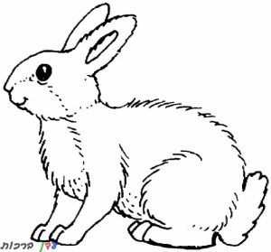 דף צביעה ארנב עם מלא שיער 1jpg