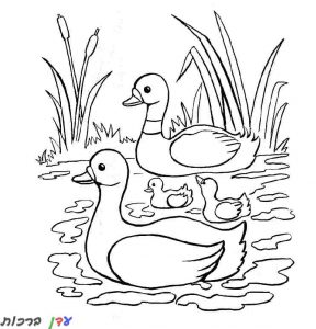 דף צביעה ברווזים קטנים וגדולים שטים 1jpg