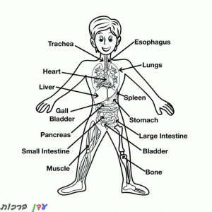 דף צביעה גוף האדם של ילד 1jpg