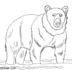 דף צביעה דובי בהלם 1jpg