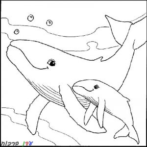 דף-צביעה-חיות-ים-דולפין-1.jpg