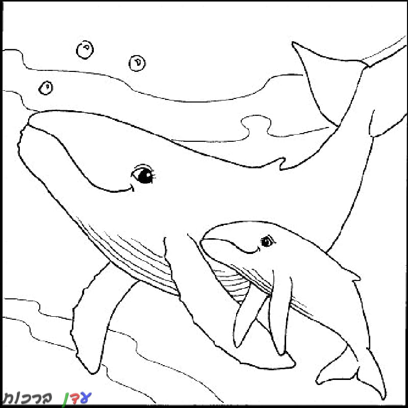 דף צביעה חיות ים דולפין 1jpg