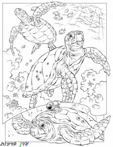 דף צביעה חיות ים צבים 1jpg