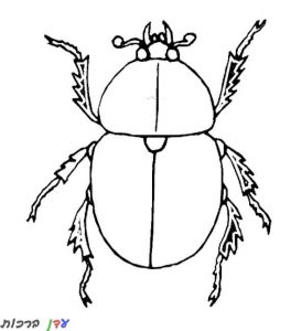 דף צביעה חיפושית גדולה 1jpg