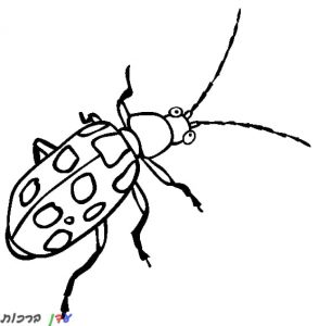 דף צביעה חיפושית עם מחושים 1jpg