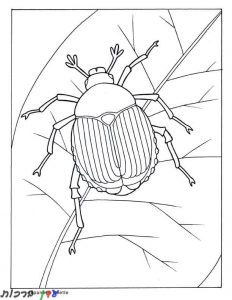 דף צביעה חיפושית עם פסים 1jpg