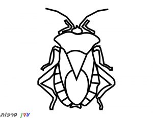 דף צביעה חיפושית קטנה 1jpg