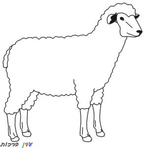 דף-צביעה-כבשה-עומדת-1.jpg