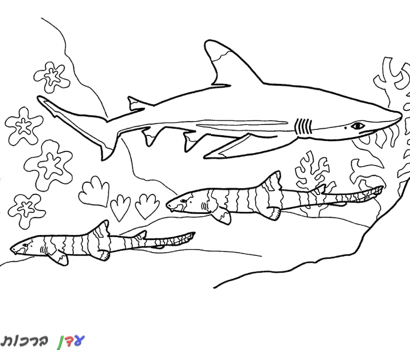 דף צביעה כריש שוחה 1jpg