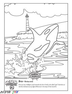 דף צביעה לוויתן קופץ מעל למים 1jpg