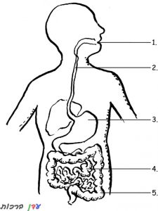דף צביעה מערכת העיכול של גוף האדם 1jpg