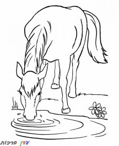 דף צביעה סוס שותה מים 1jpg