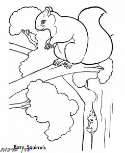 דף צביעה סנאי יושב על עץ 1jpg