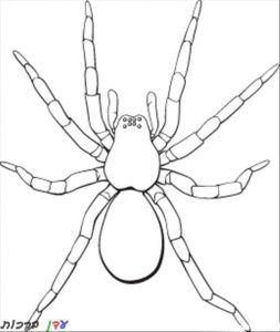 דף צביעה עכביש גדול 1jpg