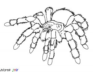 דף צביעה עכביש מפחיד 1jpg