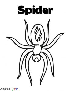 דף צביעה עכביש ספיידר 1jpg