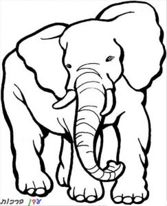 דף צביעה פיל עם אוזניים גדולות 1jpg
