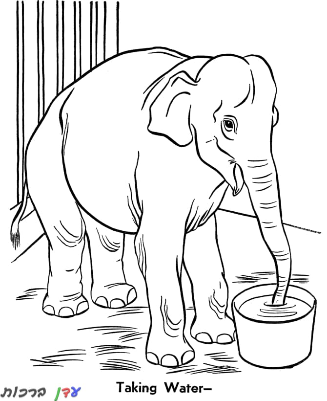 דף צביעה פיל שותה מים בגן חיות 1jpg
