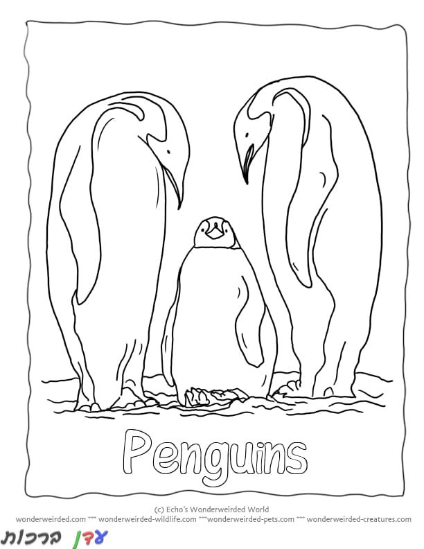 דף צביעה פינגווינים מסתכלים מהגובה 1jpg