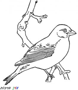 דף צביעה ציפור על העץ 1jpg