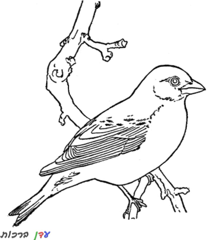 דף צביעה ציפור על העץ 1jpg