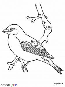 דף צביעה ציפורים על עץ 1jpg