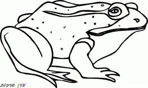דף-צביעה-צפרדע-מקרקרת-1.jpg