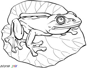 דף צביעה צפרדע על עלה 1jpg