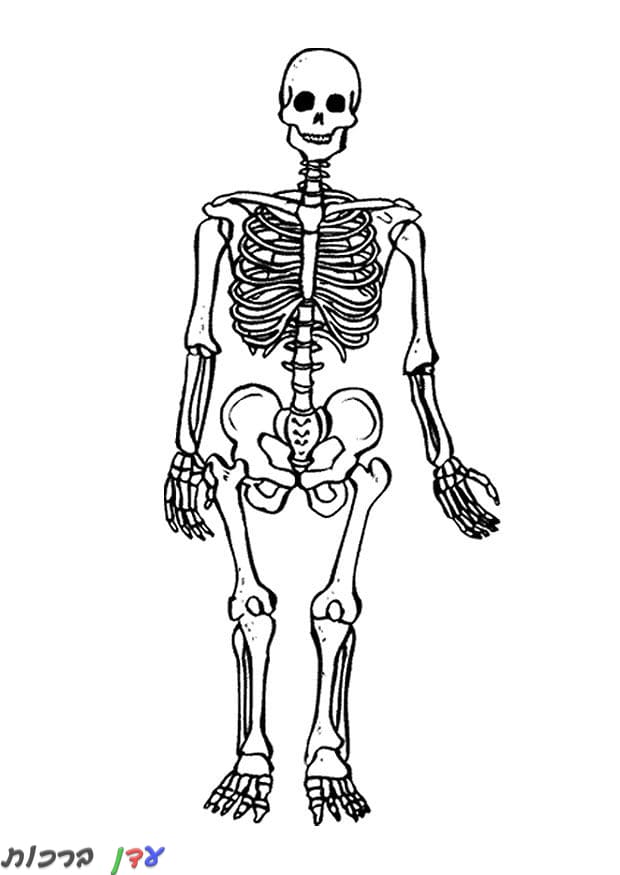 דף צביעה שלד של גוף אדם 1jpg