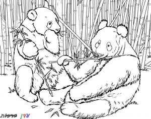 דף צביעה שני דובי פנדה אוכלים 1jpg