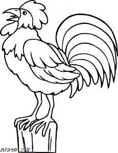 דף צביעה תרנגול מעיר