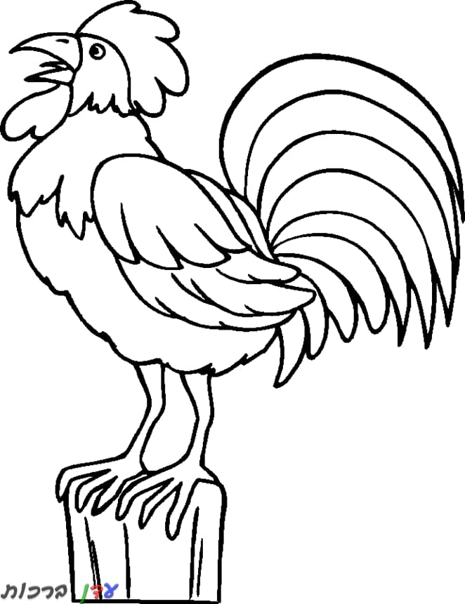 דף צביעה תרנגול מעיר 1jpg